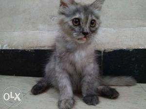 Persian Kitten cat female
