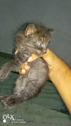 Persian baby face Black Kitten 25 days old