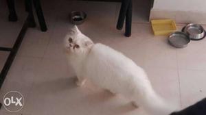 Persian cat 11 month old litter trained. very