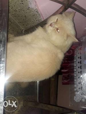 Persian cat 11 months old male