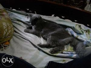 Persian cat grey 5 month