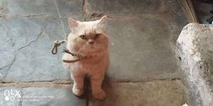 Persian cat it is male 3 years old call me on
