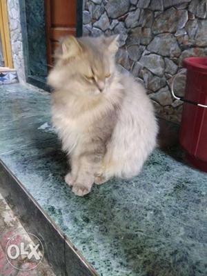 Persian cat oringal 2 male 1 female