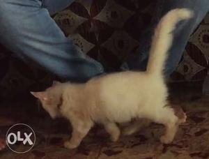 Persian cat small kitten