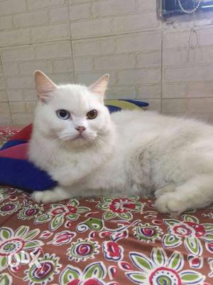 Persian cat with fully trained