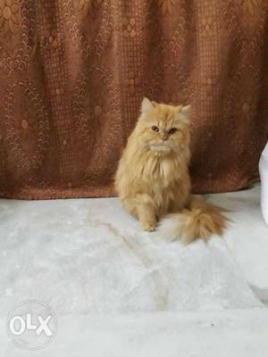 Persian cats, pure breed, potty trained,vaccinated,male and