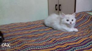 Persian doll face cats for sell
