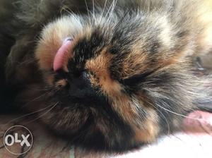 Persian female cat 10 months old healthy and