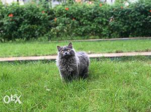 Persian grey cat for mating,