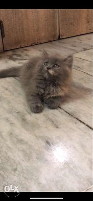Persian kitte