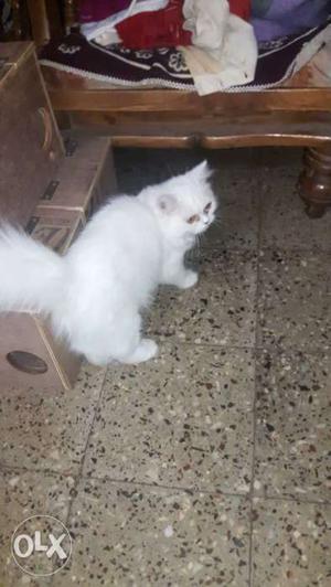 Persian kitten available 2.5 months female