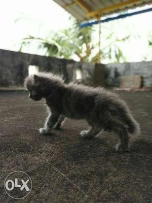 Persian kitten doll face 2 month old male.. good