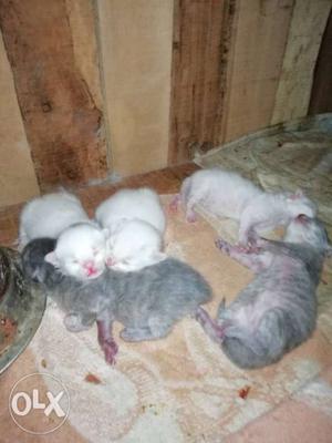 Persian kittens 3 white,2 blue/Gray.long fur