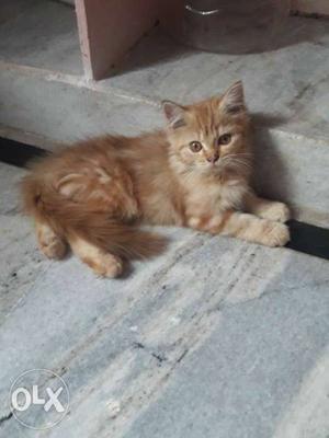 Persian kittens and female cats for sale female