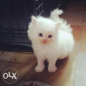 Persian kittens for loving homes