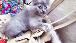 Persian kittens for sale 2 months old healthy &