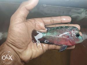 Pink, Black, And Silver Flowerhorn Fish