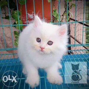 Pink Nose Perisan Kitten Available for Sale