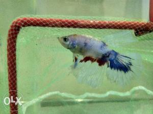 Plaket betta Fish for sale size 1.5 inch