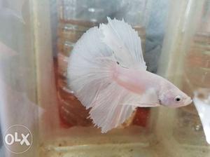 Platinum white fm betta fish Imported quality