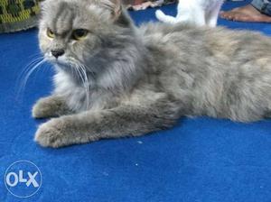 Pure Persian cat good furr sell at low price grey