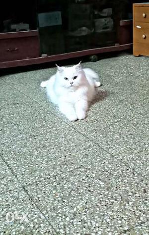 Pure White Persian cat pair for sale..very healthy and