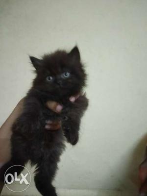 Pure black Persian kitten, very active.
