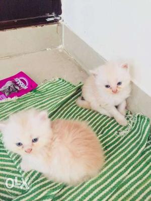 Pure parsian kitten available