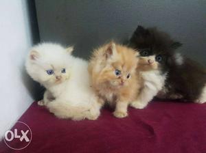 Pure persian breed kittens available for sell