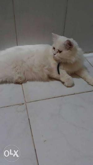 Pure persian male cat for matting