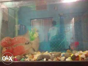 Red And White Flowerhorn Fish for sell