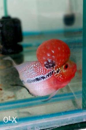 Red, Black, And Pink Flowerhorn Fish