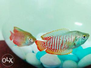 Red Lily Gouramy fish/Red Dwarf Gouramy, per pair