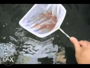 Red Moina culture(live food for fish) Contact -