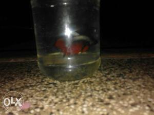 Red crowntail inport