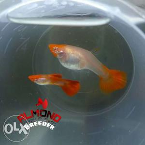 Red koi guppy pair available