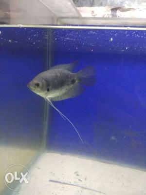 Red tail giant graumi for sale size 7 inches