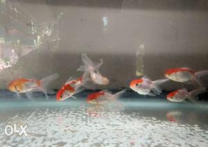 Redcap Oranda,White-and-red Goldfish