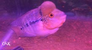 SRD flowerhorn fish. 1 Month Old With Head and