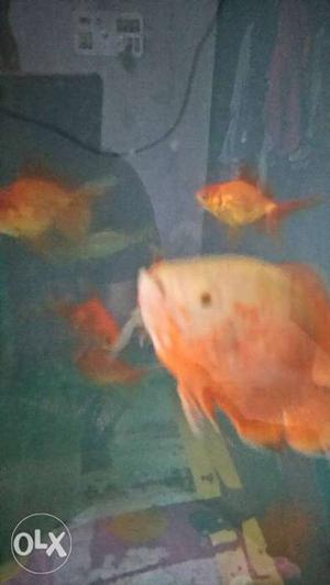 Shoal Of Orange Pet Fish