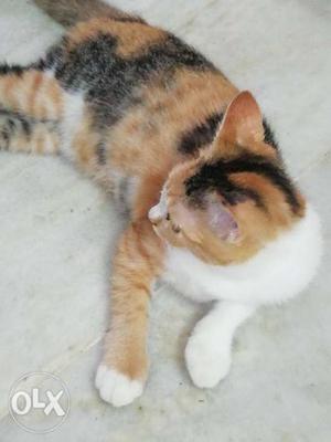 Short-haired Tricolor Cat