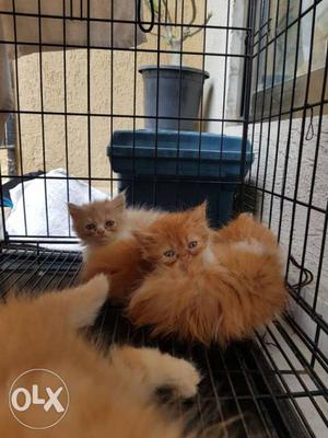Three Orange Kitten Litter