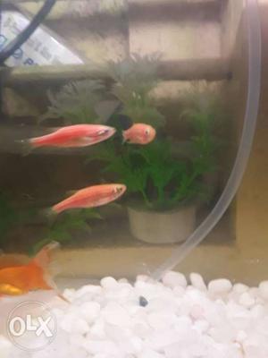 Three Pink Fish
