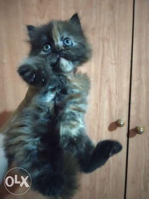 Twin face Persian kitten, good quality furr, active and