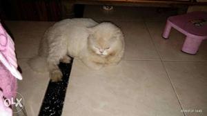 Two Persian cat one white and one brown argent sale