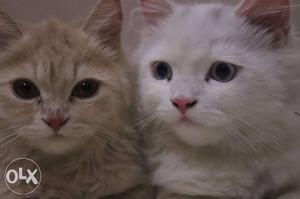 Two White And Brown Persian Kittens