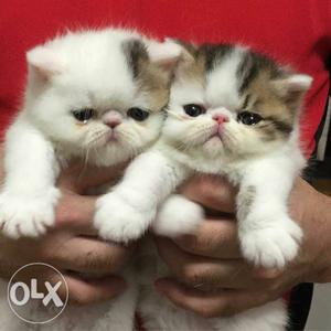 Two White-black-and-brown Exotic Shorthair Kittens