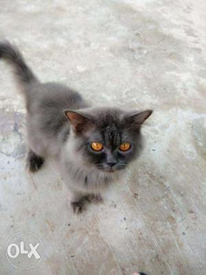 Urgent Sell Persian Cats