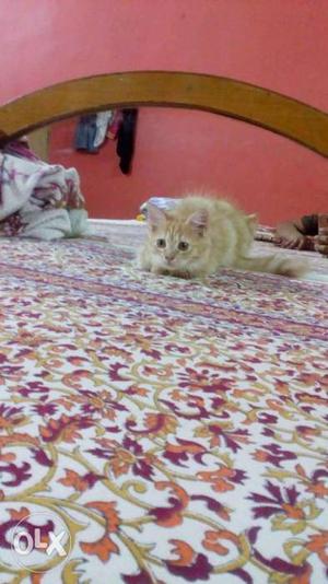 Urgent sell my persian kitten
