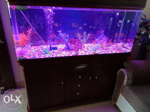 Wana sale fish acquarium 4 feet 4 month old
